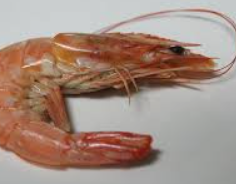 Not So Shrimple