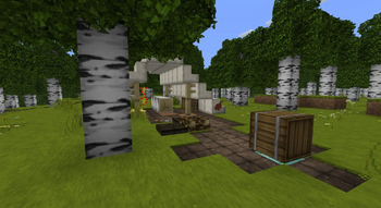 Birch forest