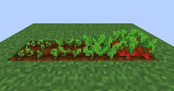 Beetroot Clear Crop Stages