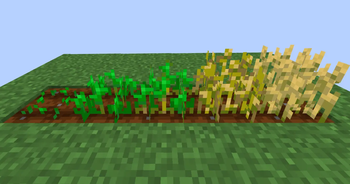 Wheat Original