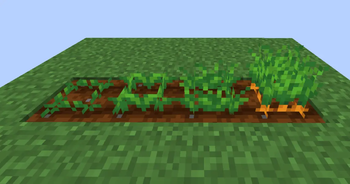 Carrots Clear Crop Stages