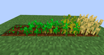 Wheat Clear Crop Stages