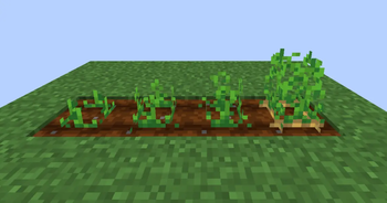Potatoes Clear Crop Stages