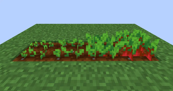 Beetroot original
