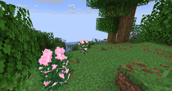 Peonies in a Forest