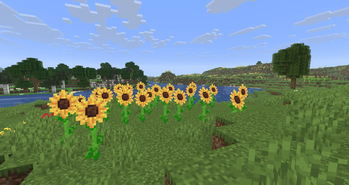 Sunflower Plains