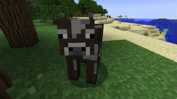 Old Cow