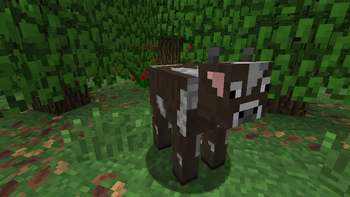 Old Cow