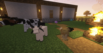 Animals