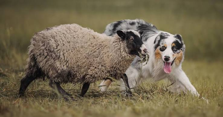 Working dogs..  But with more!