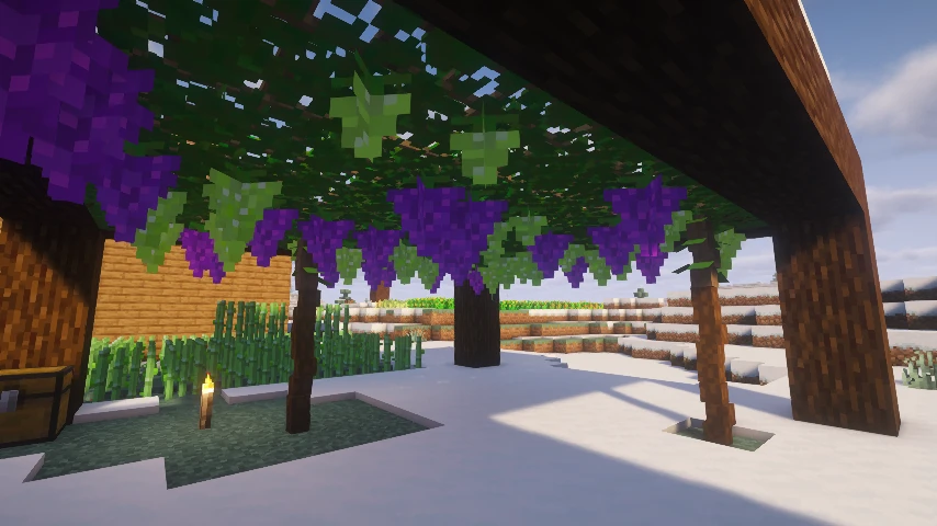 Grape Pargola