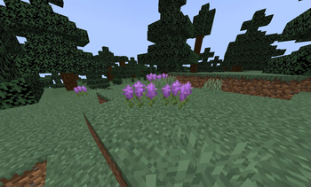 Lavander