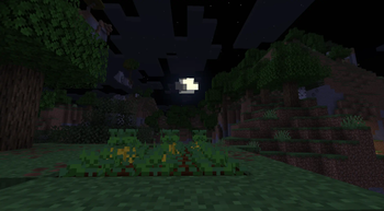 night Lemon