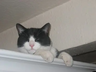 roggen
