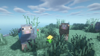 New resource sheeps