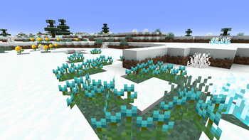 Chilly Plants