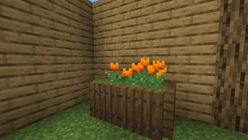 Fire Tulips