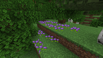 Viola flowers