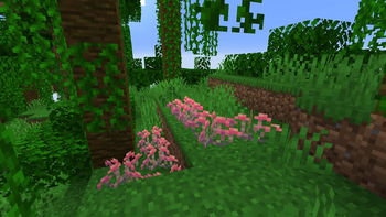 Lush Mushrooms