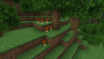 A patch of Morel Mushrooms