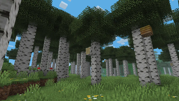 Old Growth Birch Forest