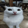yumbofocus