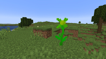 Naturally generated sunflower