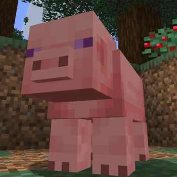 Purple Eye Temperate Pig