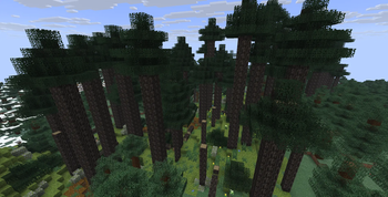 old growth pine forest