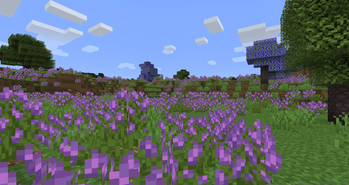 Lavender Fields