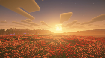 Poppy Field