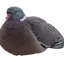Loaf pigeon totem