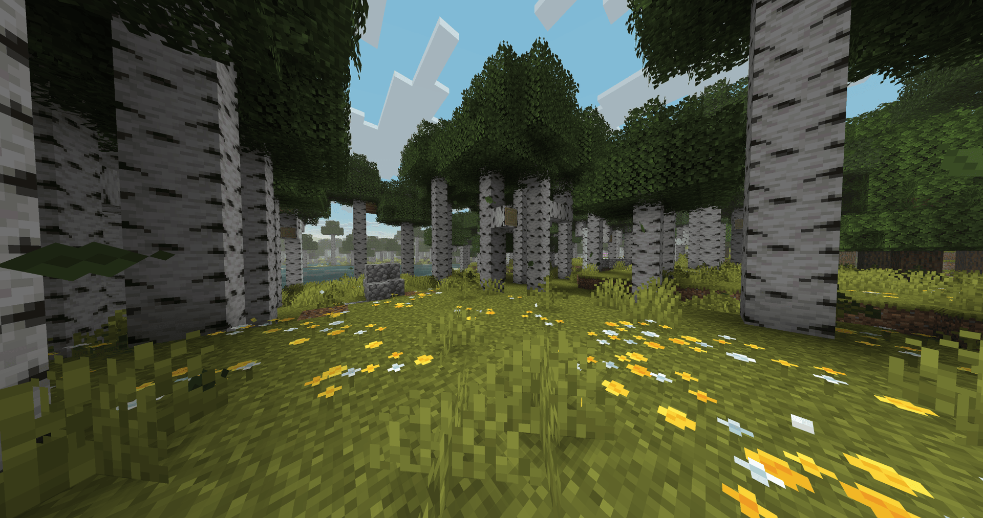 Birch Forest