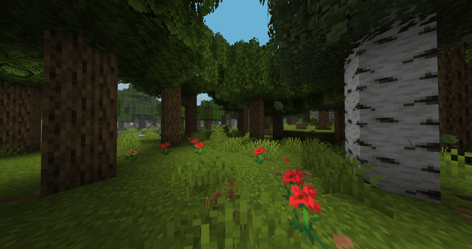 Forest