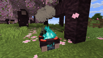 Beautiful Campfires