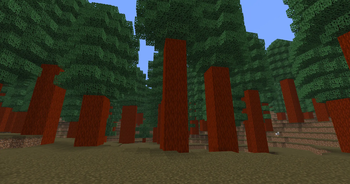 Redwood Forest