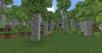 Aspen Forest