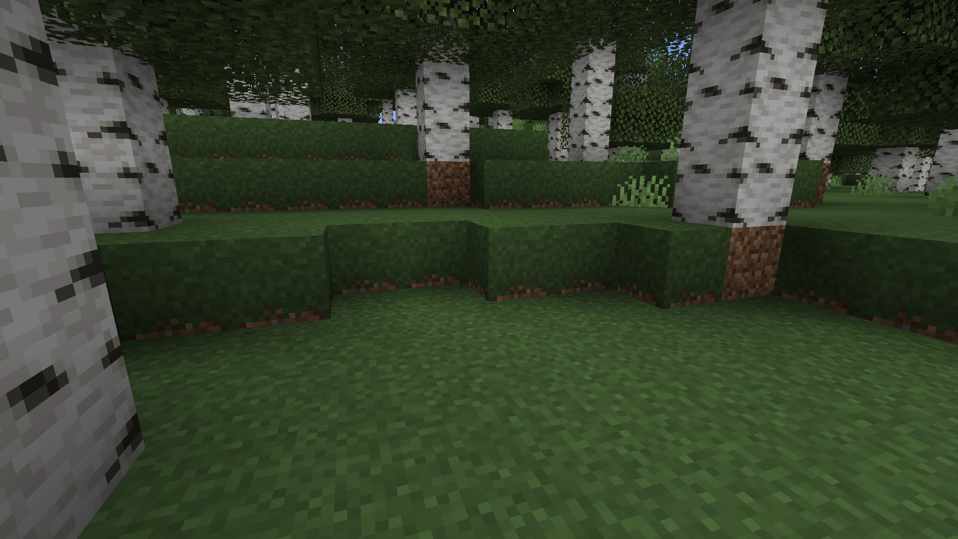 Just a birch forest