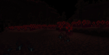 Cornfield