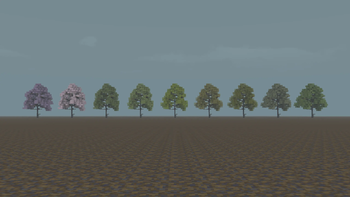 summer (forest)