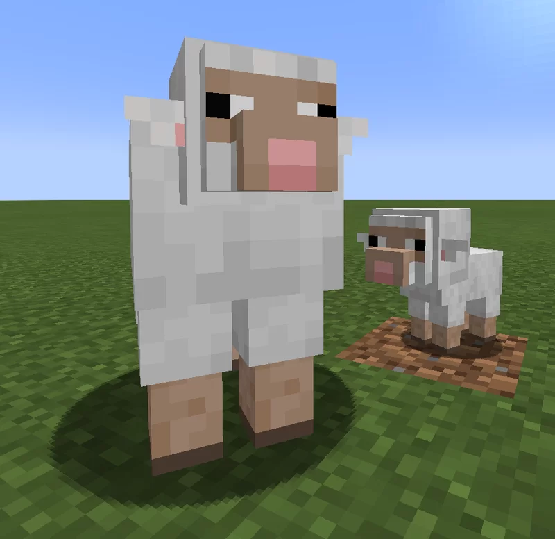 New Sheep!