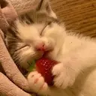 kittyism