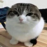 Tynox
