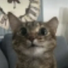 holynwk