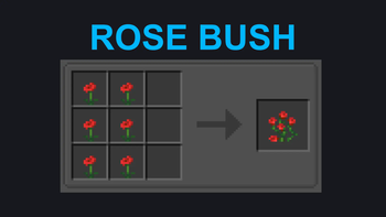 Rose Bush