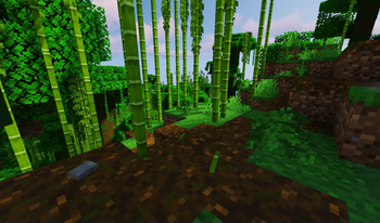 Birch Forest