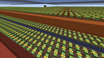 Money Crops