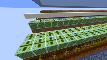 Money Crops
