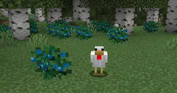 Blueberries and chickens