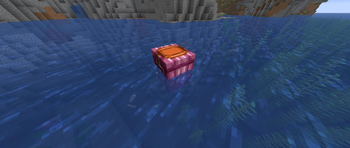 Nautilus Amor